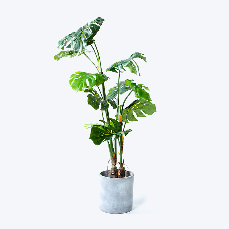 Planta verde artificial y maceta Monstera-m